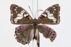 Euthalia lubentina