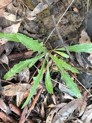 Senecio phelleus