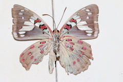 Euthalia lubentina