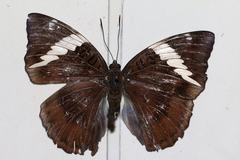 Euthalia phemius