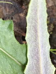 Senecio phelleus