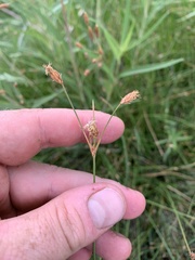 Fimbristylis thermalis