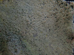 Lecanora helva