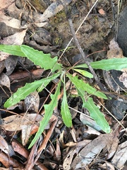 Senecio phelleus