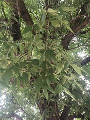 Fraxinus