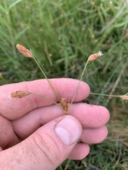 Fimbristylis thermalis