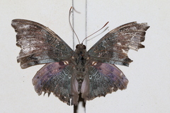 Euthalia anosia