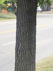 Fraxinus