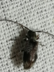 Exocentrus punctipennis