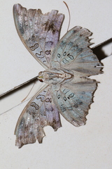 Euthalia anosia