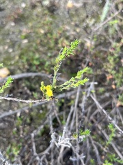 Marasmodes dummeri