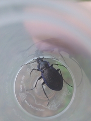 Carabus serratus