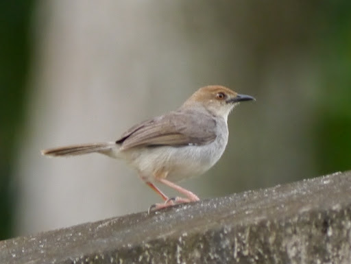 Chattering Cisticola photo