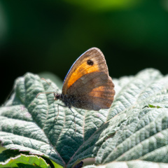 Pyronia cecilia