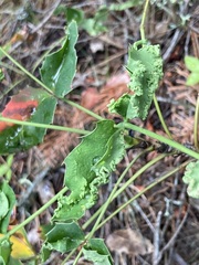 Aceria caliberberis