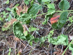Aceria caliberberis
