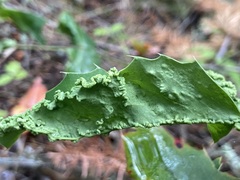Aceria caliberberis