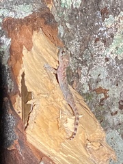 Hemidactylus turcicus