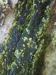 Micarea prasina