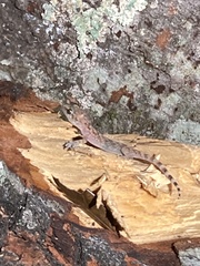 Hemidactylus turcicus