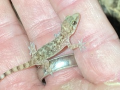 Hemidactylus turcicus
