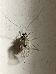 Teliapsocus