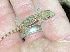 Hemidactylus turcicus