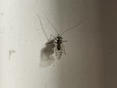 Teliapsocus