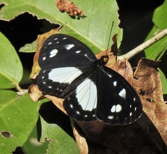 Neptis praslini