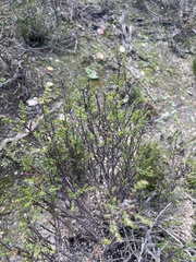 Marasmodes dummeri