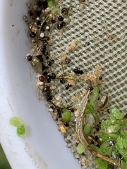 Microcylloepus