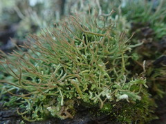 Cladonia tenerrima