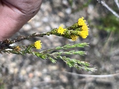 Marasmodes dummeri
