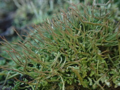 Cladonia tenerrima