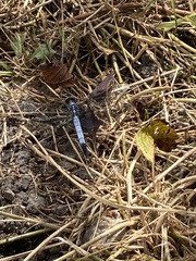 Orthetrum albistylum speciosum