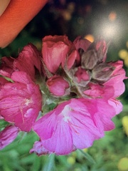 Sidalcea hendersonii