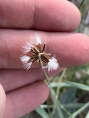 Crepis runcinata glauca