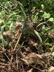 Orthetrum albistylum speciosum