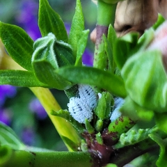 Phenacoccus solenopsis