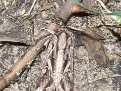 Spodoptera dolichos