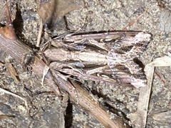 Spodoptera dolichos