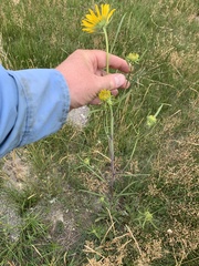 Helianthus nuttallii
