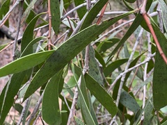 Persoonia levis