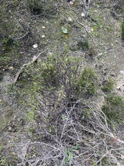 Marasmodes dummeri
