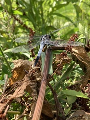 Orthetrum albistylum speciosum