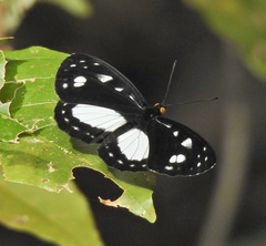 Neptis praslini