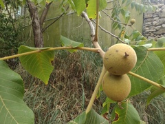 Juglans mollis