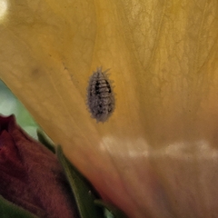 Phenacoccus solenopsis