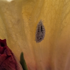 Phenacoccus solenopsis