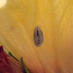 Phenacoccus solenopsis